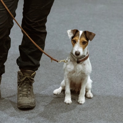 BASIC DOG OBEDIENCE